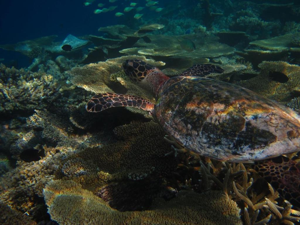 スポーツ/アクティビティ