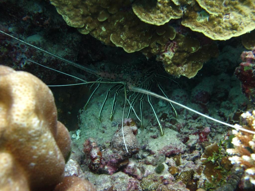 アクティビティ