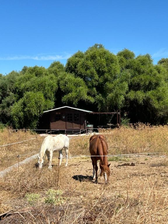 Cabaña rústica en un rancho con caballos, Prado del Rey, Andalucía, Prado del Rey