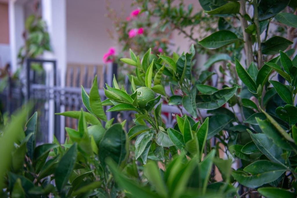Ami Apartments - 4