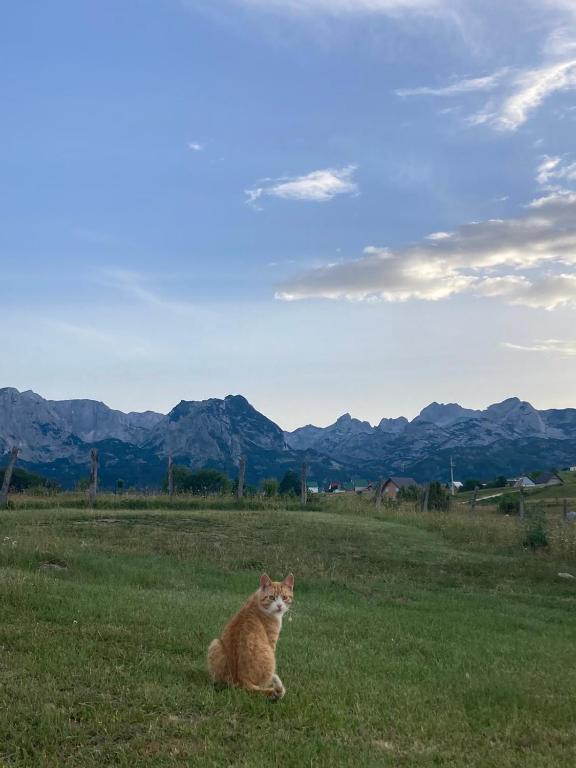 Guest House Nena - 5