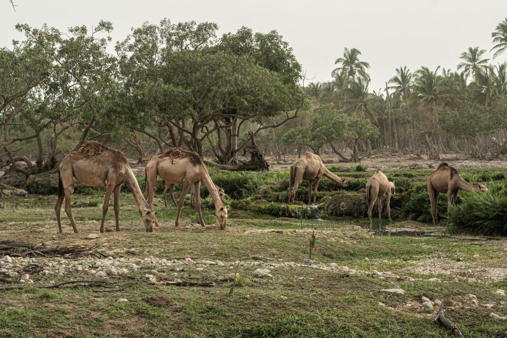 Surrounding environment