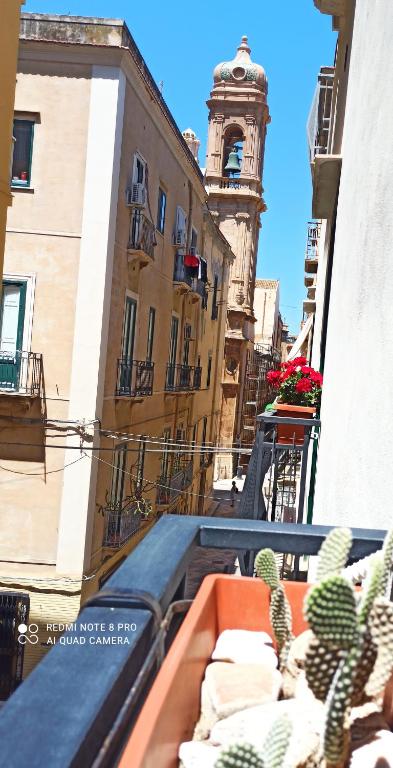 Fico D'India, Trapani