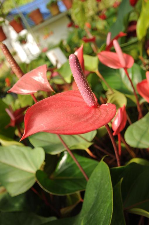 Nearby attraction