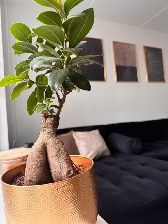 Home with free parking near Amsterdam 45 min away!, Lelystad