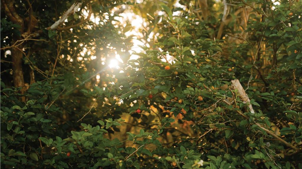 スポーツ/アクティビティ