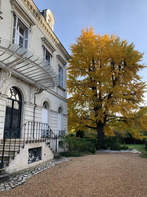 A l'abri du Ginkgo - 1