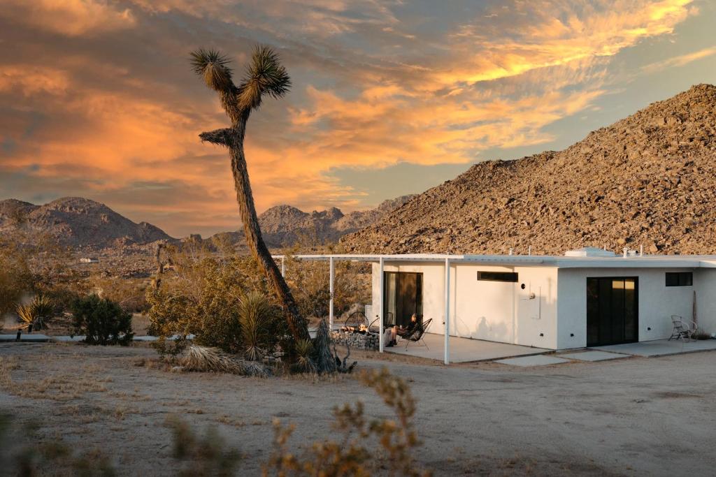 Zebra Shadow By The Cohost Company, Joshua Tree
