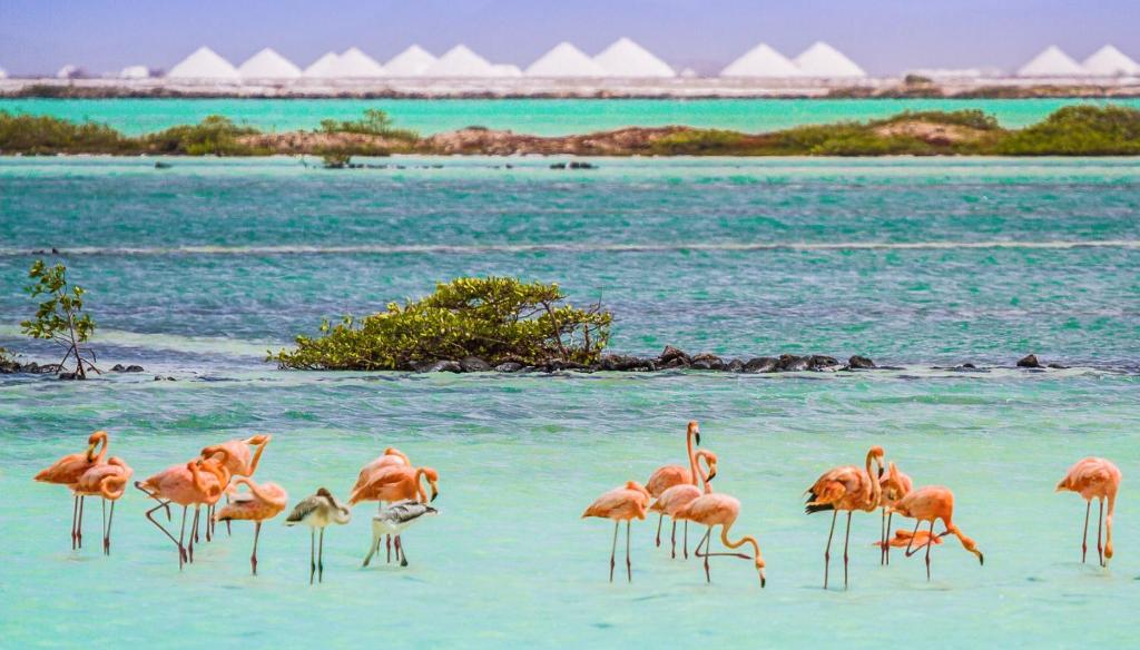 Surrounding environment