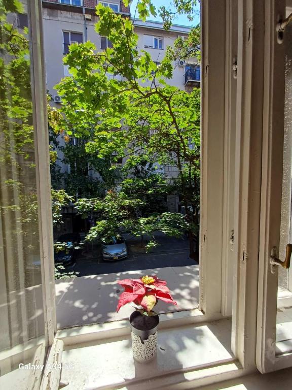 Classy and cozy near Tasmajdan park and Flower Piazza - 3