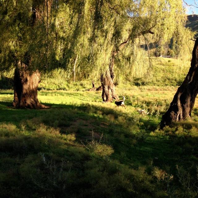 Old Mill Drift Guest Farm photo