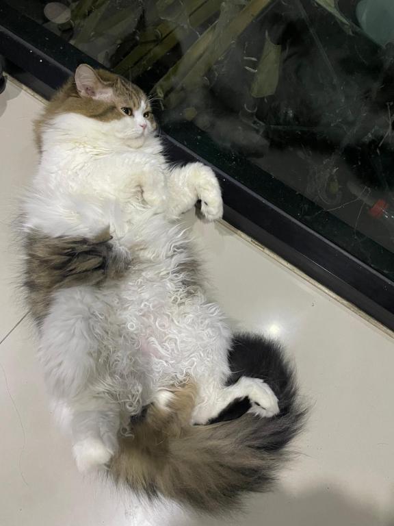 Baan Mae Hostel CNX, Ban Chang Kham