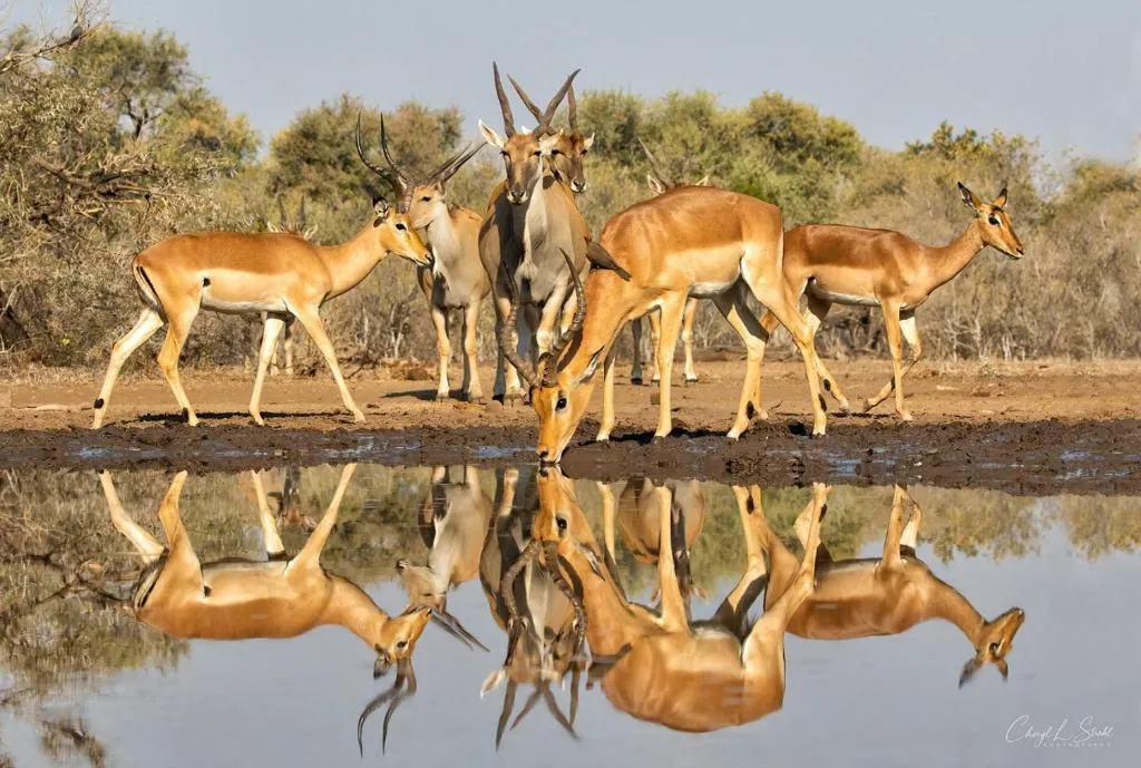 Korabi Lodge & Game Farm, hotel in Ghanzi