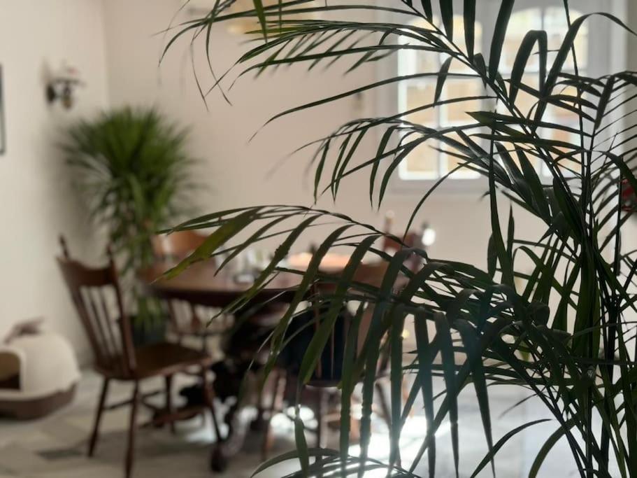 The Nest, Zamalek, Káhira