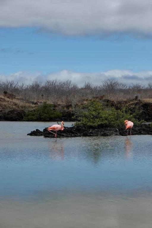 GALAPAGOS Flamingos - 4
