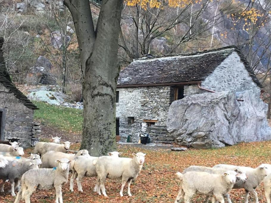 Rustico Gin Avegno Torbecc, Vallemaggia, Tessin,, Gordevio