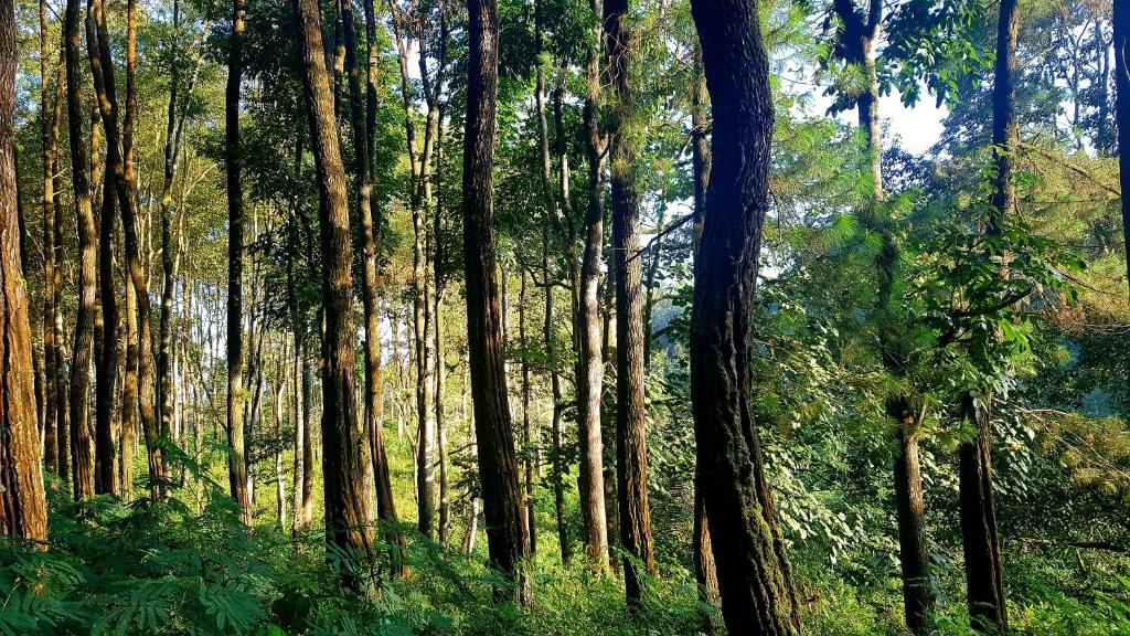 Surrounding environment