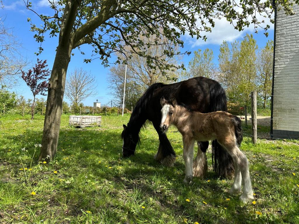 Het Tinkerparadijs, paarden, rust en ruimte., Burgh Haamstede