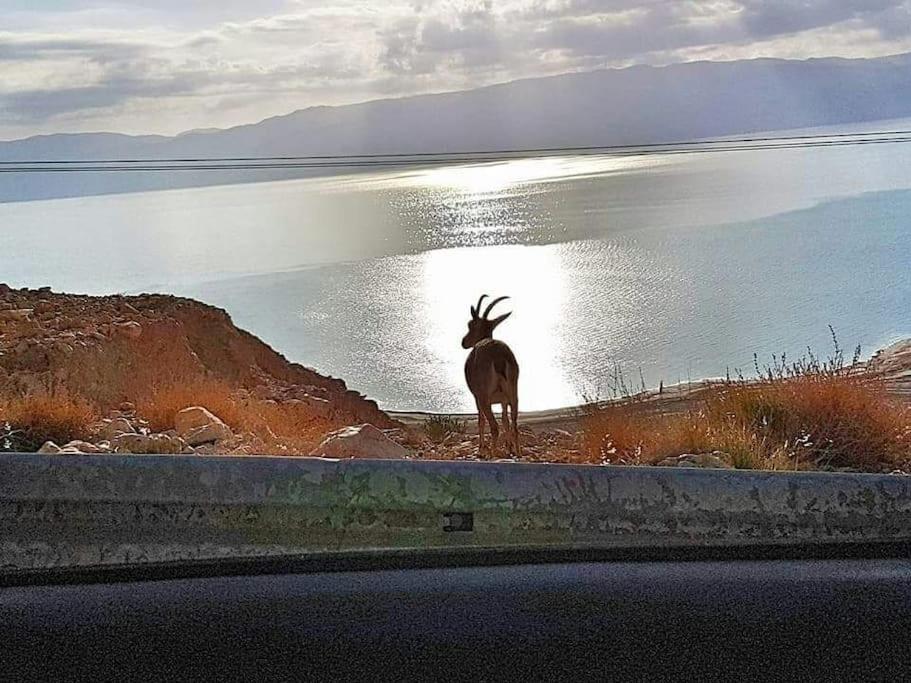 Patricia & Eilam house, Ejn Gedi