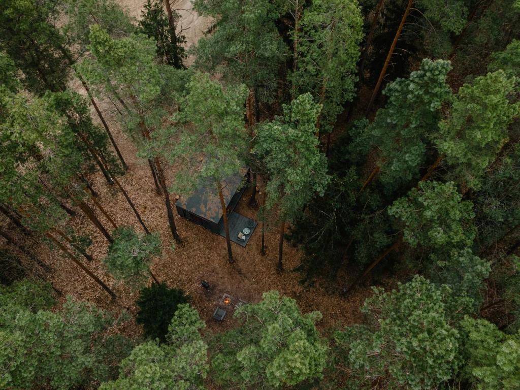 Miško terapija, Kriviliai