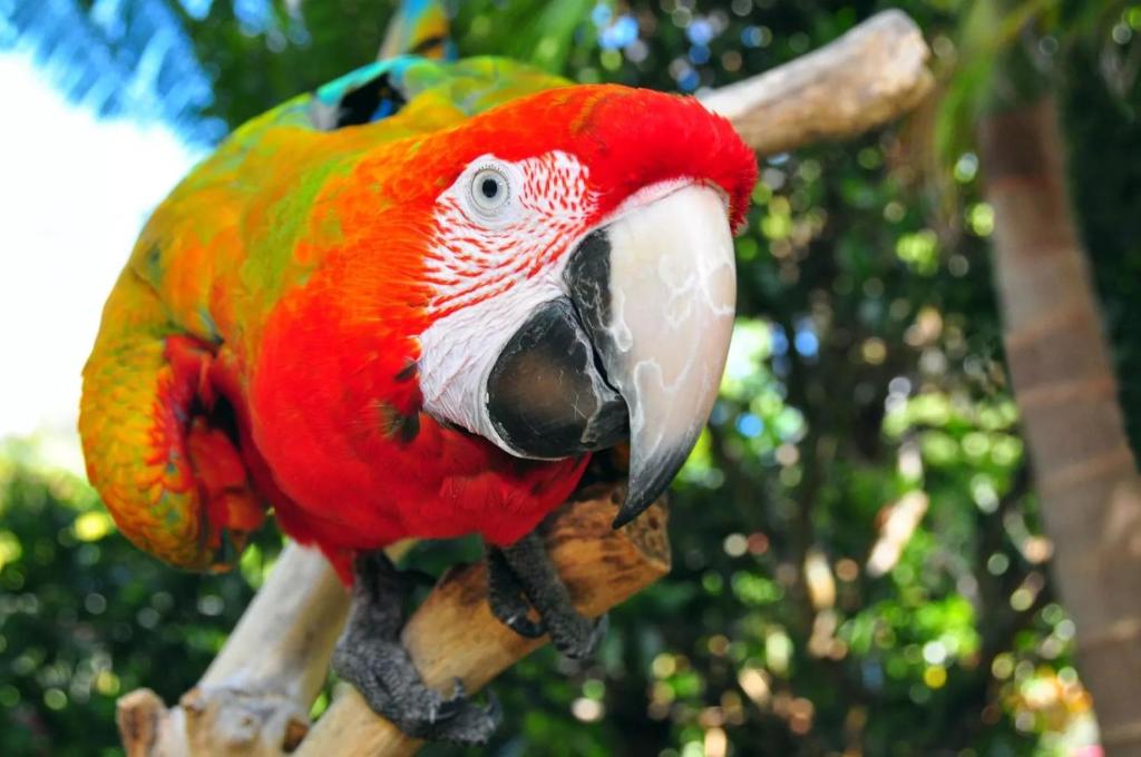 The Parrot Place - The Parrots Nest, Kerikeri