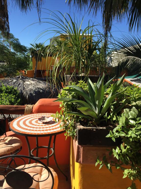Leo's Baja Oasis photo