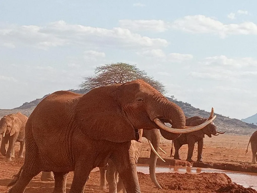 Tausa Tsavo Eco Lodge, hotel in Voi