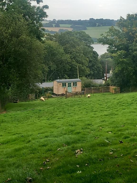 Foxgloves, Brompton Regis