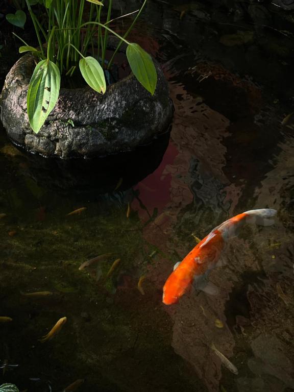 Surrounding environment