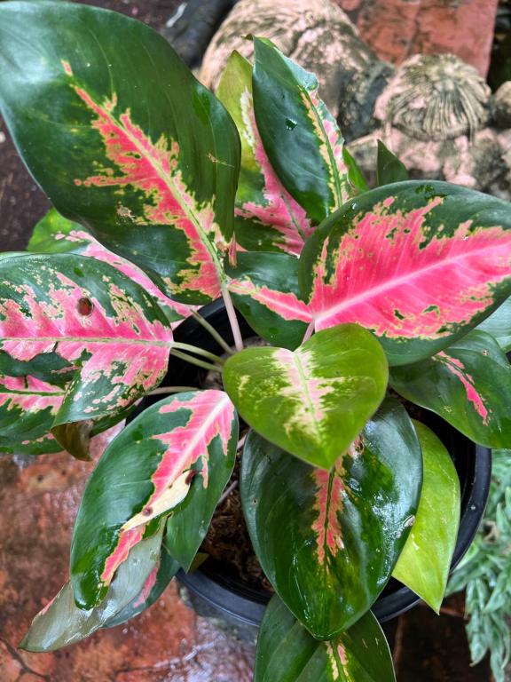 Surrounding environment