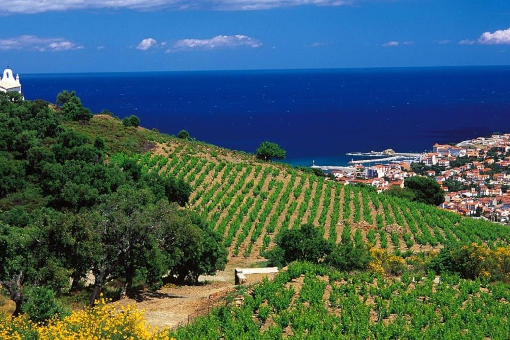 Charmant séjour au cœur des vignes de Banyuls - 5
