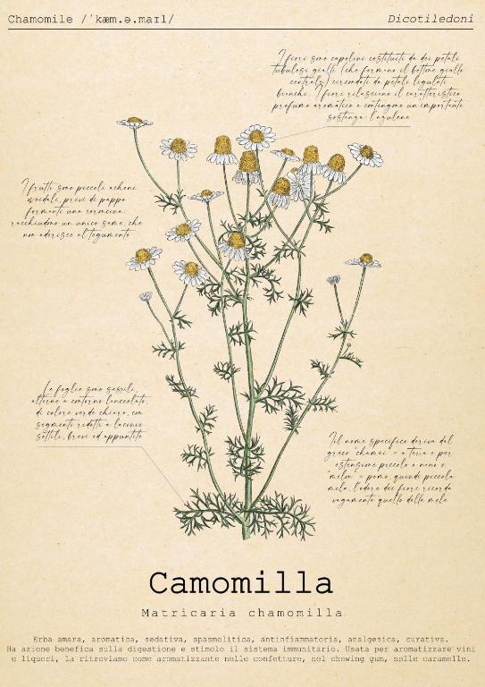 Le Floreali - Casa Camomilla, Bolsena