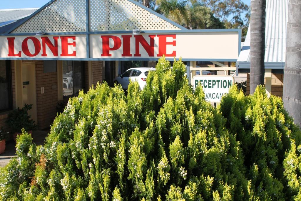 Lone Pine Motel photo