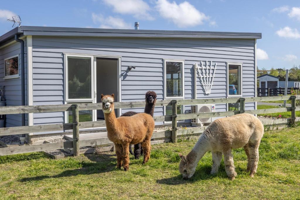 Alpaca Serenity Farmhouse, Sandy Knolls