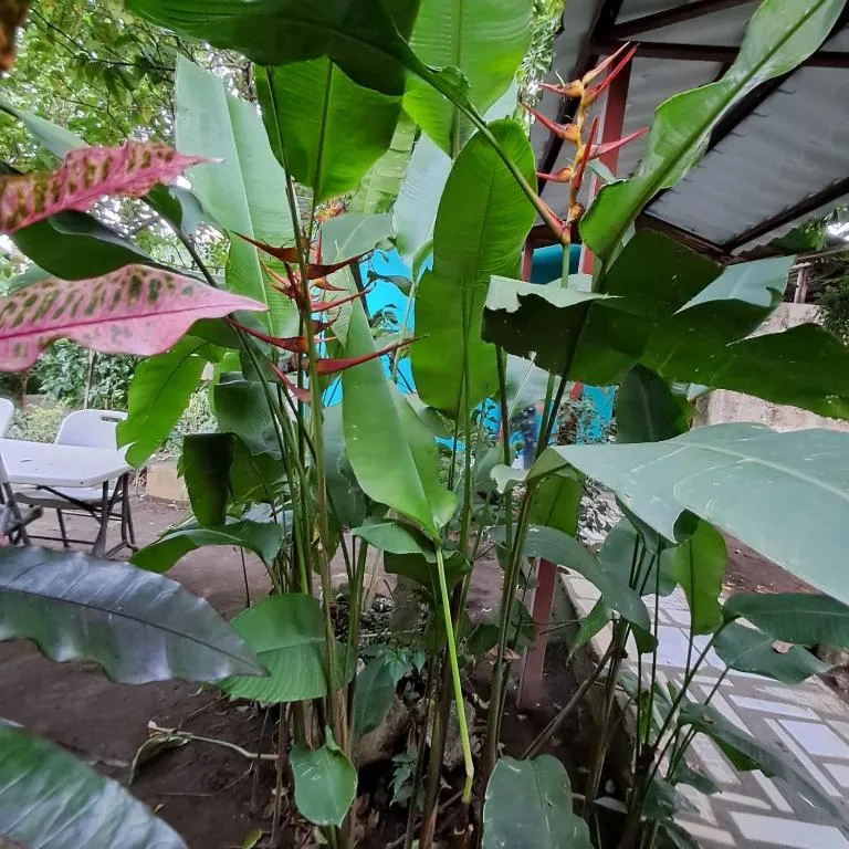 Hospedaje y Restaurante la cocina de Mami，位于莫约加尔帕的酒店