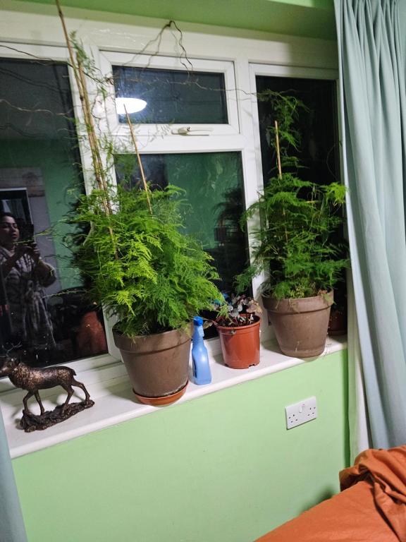 Peacock, Buckinghamshire