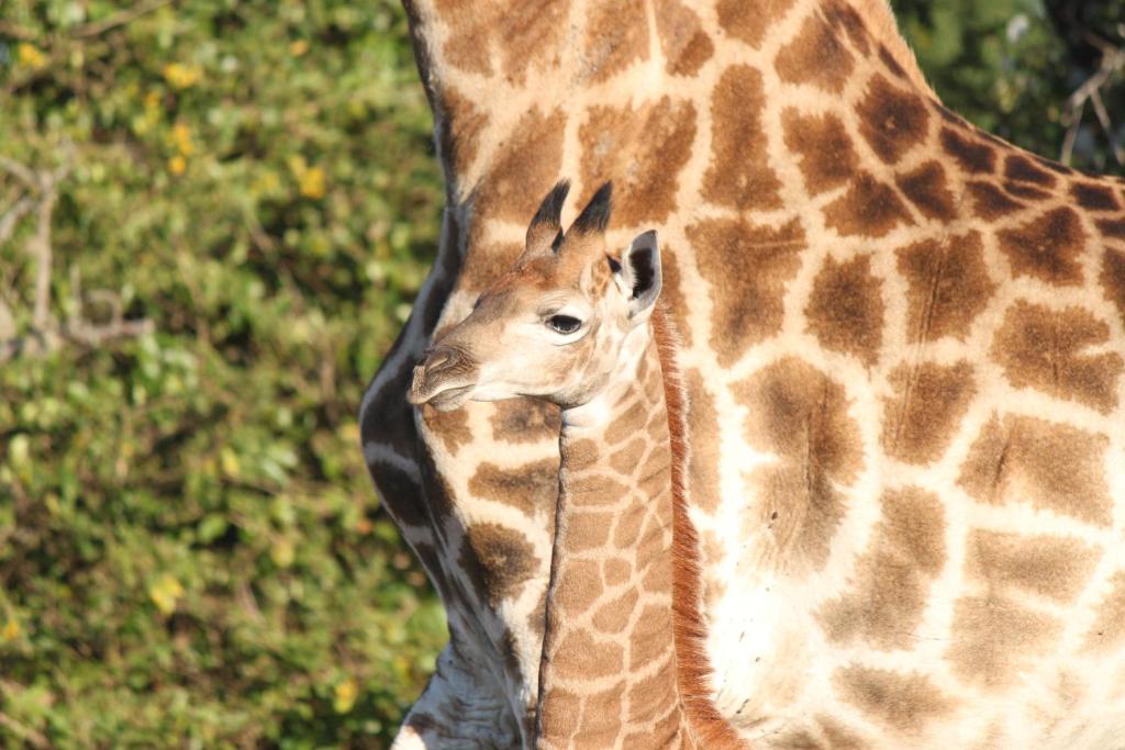Gooderson Bushlands Game Lodge photo