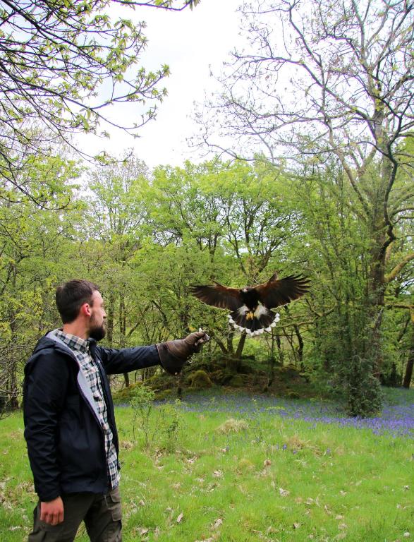 アクティビティ