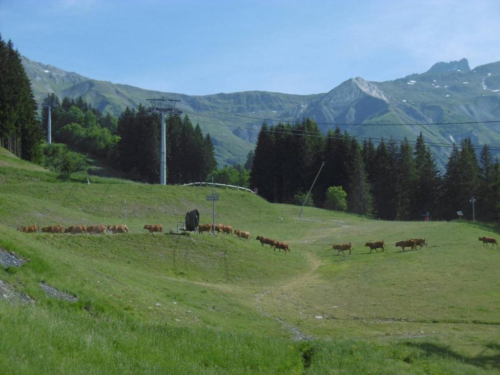 Valmorel: Appt 33m², skis-pieds, animaux admis - FR-1-356-181 - 2