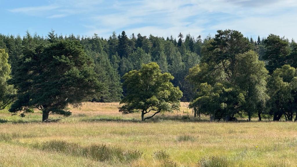 Wildcat Lodge, Grantown-on-Spey photo 8