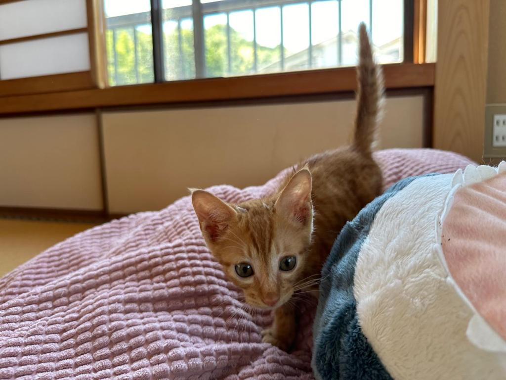 猫と泊まれる宿にゃんstay, Kure