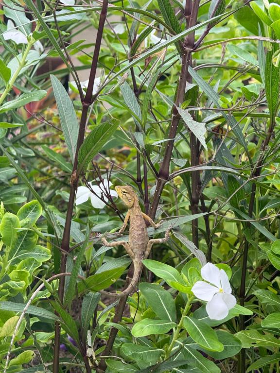 Surrounding environment