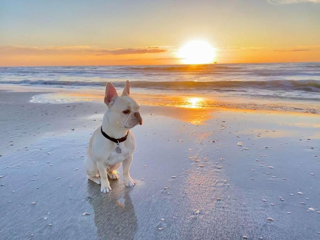 Pet & Family Friendly on the Bay, Bolivar Peninsula