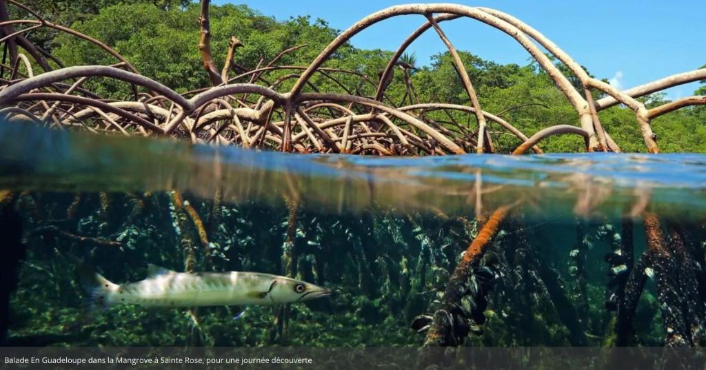 Ti COCO, Sainte-Rose