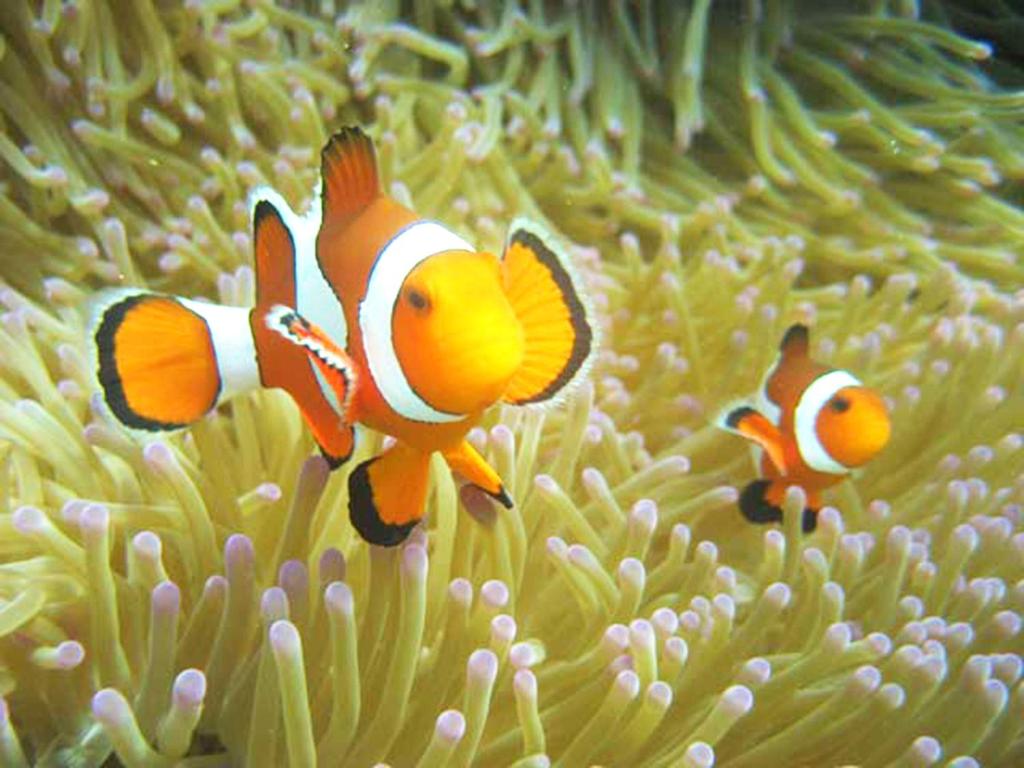 Surrounding environment