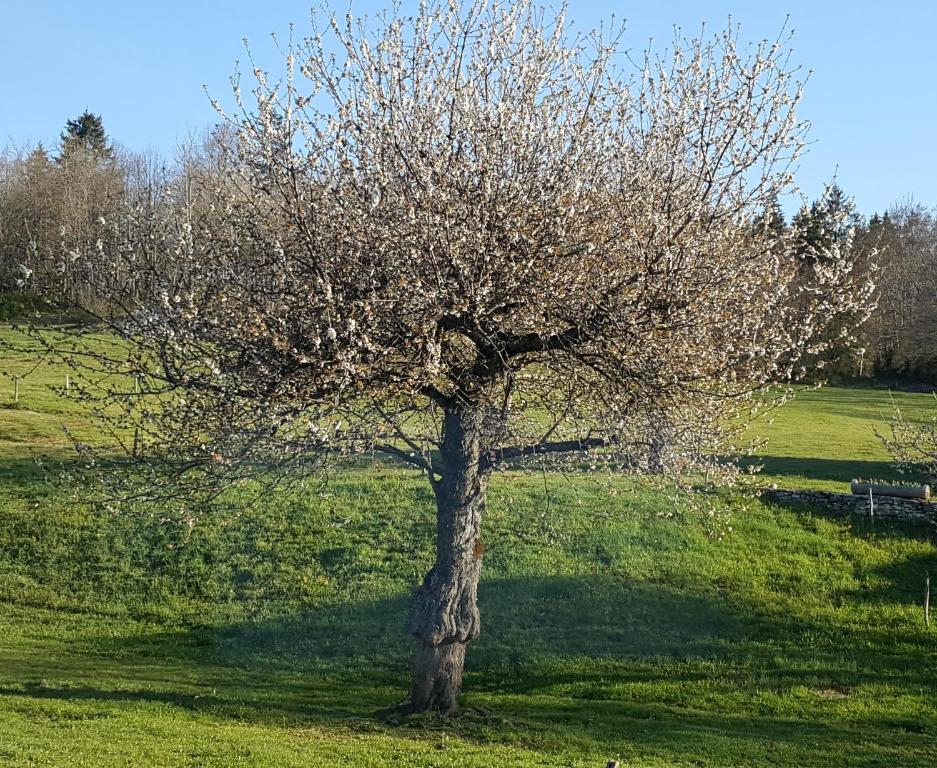 Gîte BARD des OURS - 2