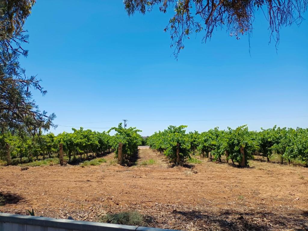 House By The Vines, Waikerie