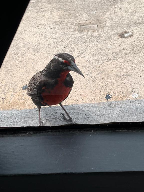 Portal del Nevado - 5