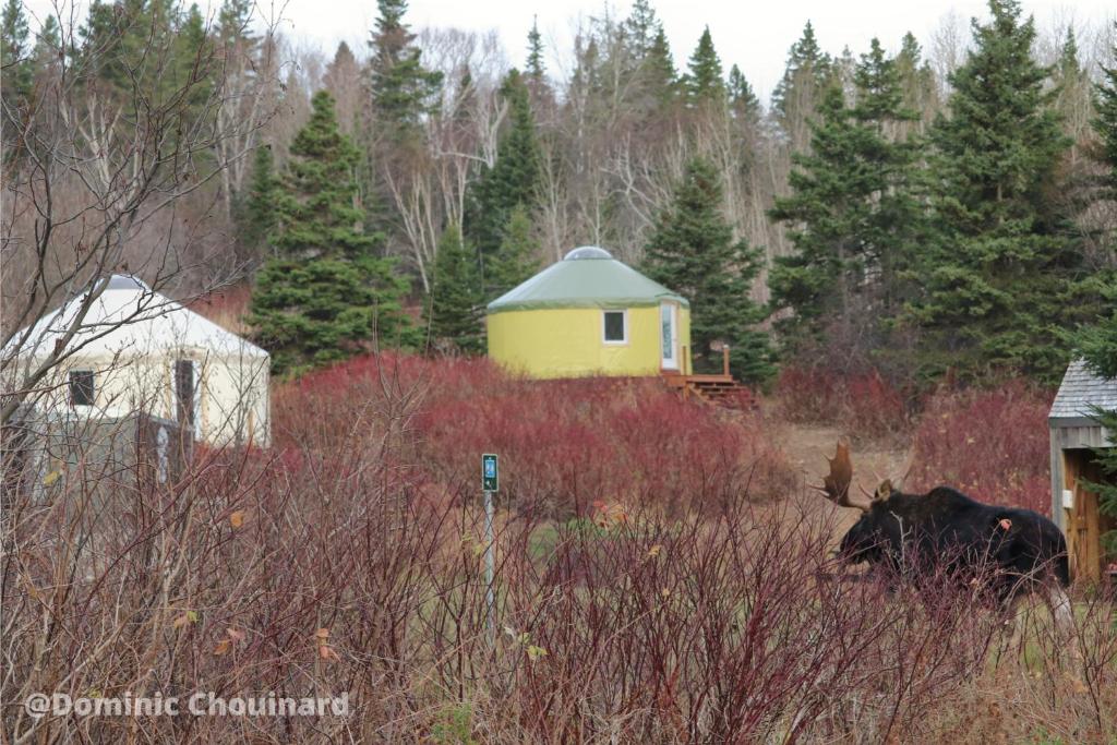 Yourtes Forillon - à 4km de marche 4km walk, Gaspé