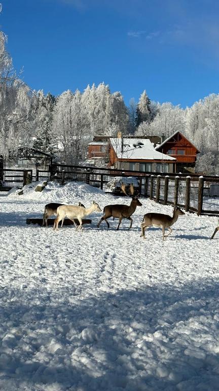 Farma František, Stachy